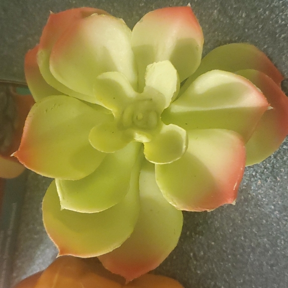 Dexter animal planter - Picture 4 of 6